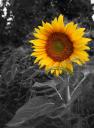 sunflower3.jpg